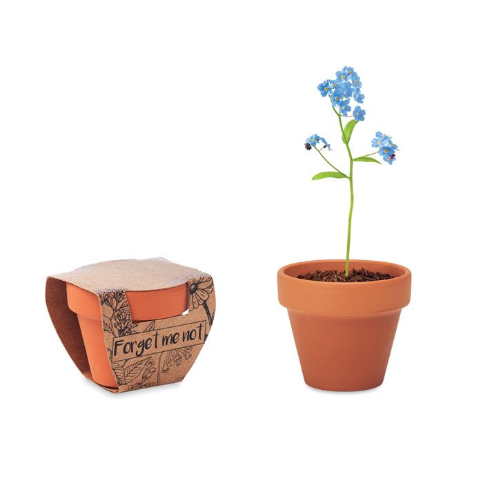 Terracotta-Topf Vergissmeinnicht Forget Me Not