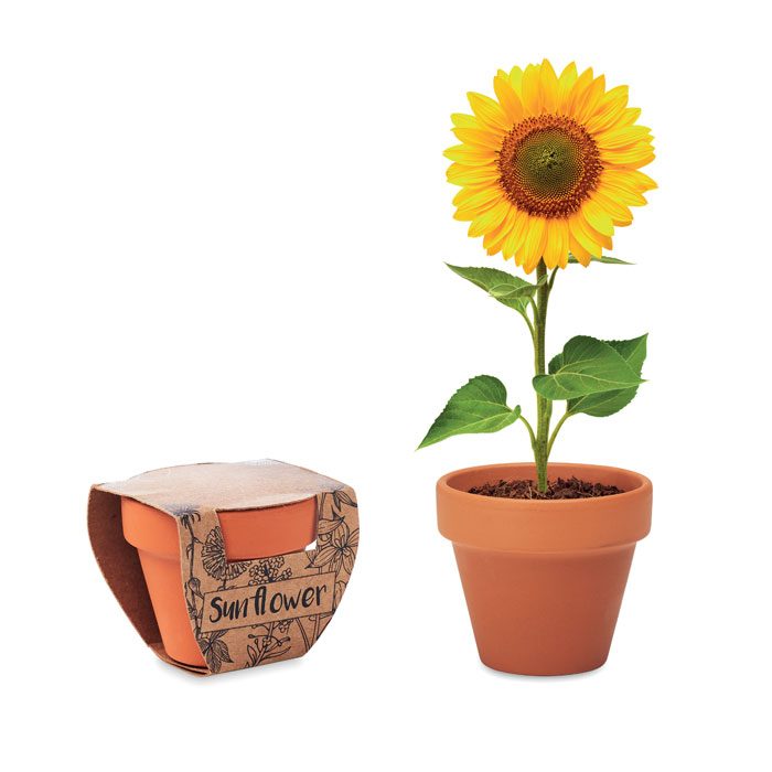 Terracotta-Topf Sonnenblume Sunflower