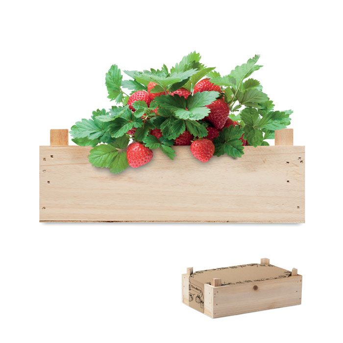 Saat-Set Erdbeere Strawberry