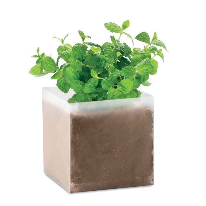 Pflanz-Set "Minze" Mint